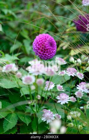 Dahlia franz kafka,fleur rose pourpre,pompom dahlias,fleurs,floraison,vivaces,Astrantia Bo Ann,stérile,blanc,fleur,fleurs,floraison,vivaces,b Banque D'Images