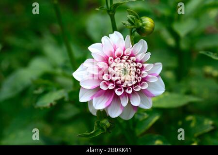 Dahlia wuzzy,rose blanc pointe,rose blanc pointes,fleurs,fleur,floraison, classique décoratif dahlia,jardin,jardins,RM Floral Banque D'Images