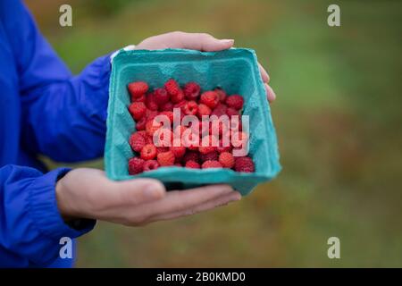 Une femme tenant des framboises dans un choix de votre propre ferme de baies dans le Maine Banque D'Images