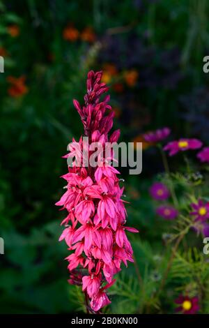 Lobelia × speciosa Fan Lachs (série Fan),lobelia Fan Lachs,fleurs roses saumon,fleur,floraison,lobelias,vivaces,jardin,jardins,RM Floral Banque D'Images