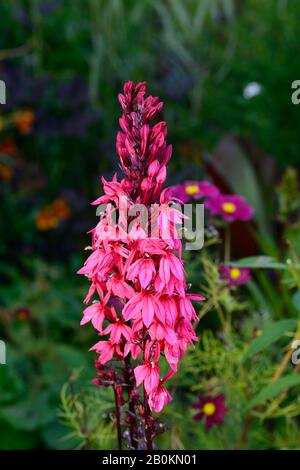 Lobelia × speciosa Fan Lachs (série Fan),lobelia Fan Lachs,fleurs roses saumon,fleur,floraison,lobelias,vivaces,jardin,jardins,RM Floral Banque D'Images