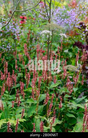 Persicaria amplicaulis Orange Field,fleurs orange-rose corail,fleur,floraison,florifier,mélange de plantation,combinaison,RM Floral Banque D'Images