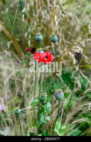 Papaver comutatum Ladybird, pavot oriental, fleurs rouges à pois noirs, floraison, fleurs, pavot annuel, coquelicots, gousses, têtes de semis, RM Floral Banque D'Images