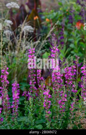 Lythrum virggatum Dropmore Purple,fleurs violettes,fleur,floraison,bordure violette,frontière chaude,vivace,jardin,jardins,RM Floral Banque D'Images