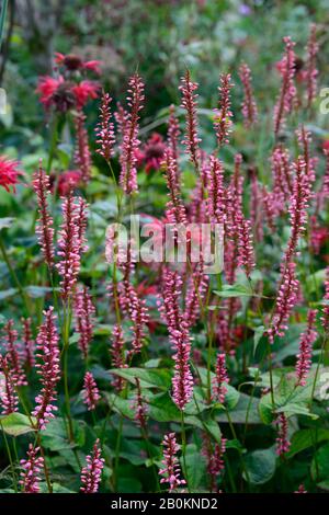 Persicaria amplicaulis Orange Field,fleurs orange-rose corail,fleur,floraison,florifier,mélange de plantation,combinaison,RM Floral Banque D'Images