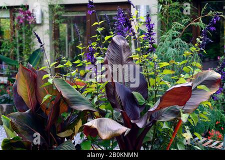 Salvia amistad,ensete ventricosum maurelii,banane,tropical,plante,plantes,plan de plantation,plantation exotique,por,pots,container jardinage,jardin,été,RM Banque D'Images