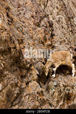 Mouton bleu himalayenne, naur (Pseudois nayaur), Parc national de Hemis. Himalaya. Ladakh, Inde Banque D'Images