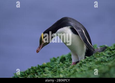 NOUVELLE-ZÉLANDE SOUS-ANTARCTIQUE, ÎLES D'AUCKLAND, ÎLE ENDERBY, PINGOUIN AUX YEUX JAUNES Banque D'Images