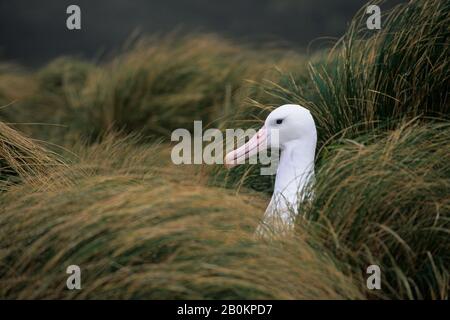 LA NOUVELLE-ZÉLANDE SOUS-ANTARCTIQUE, L'ÎLE CAMPBELL, L'ALBATROS ROYAL SUR LE NID DANS L'HERBE À DÉFENSES Banque D'Images