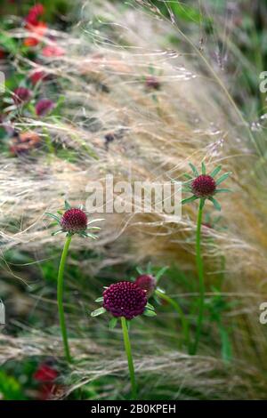 Scabiosa atropurpurea Chili noir, noir, violet, blanc, fleur, fleurs, plantes vivaces, fleurs, RM Banque D'Images