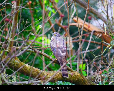 Ulm, Allemagne: Un rare sparrowwak dans le quartier des pêcheurs ('Fischerviertel') Banque D'Images