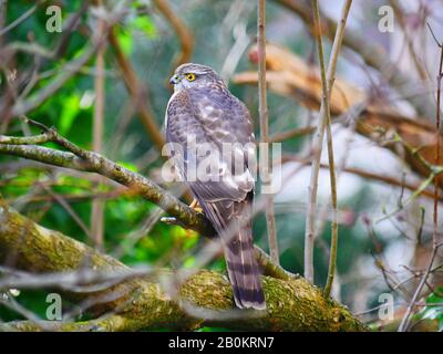 Ulm, Allemagne: Un rare sparrowwak dans le quartier des pêcheurs ('Fischerviertel') Banque D'Images