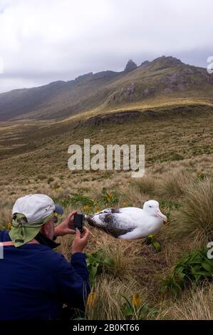 NOUVELLE-ZÉLANDE, SOUS-ANTARCTIQUE, ÎLE CAMPBELL, TOURISME PHOTOGRAPHIANT LE SUD DE L'ALBATROS ROYAL SUR LE NID Banque D'Images