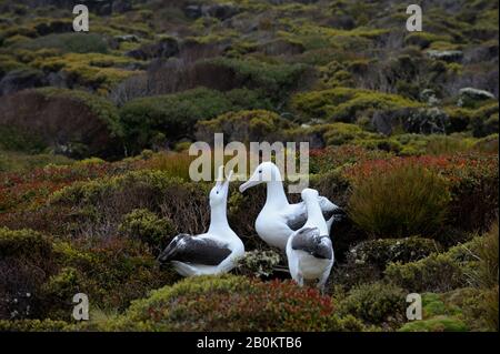 NOUVELLE-ZÉLANDE, SUBANTARCTICA, ÎLE ENDERBY, GROUPE DE L'ALBATROS ROYAL DU SUD (DIOMEDEA EPOMOPHORA EPOMOPHORA EPOMOPHORA) GAMMING, COMPORTEMENT DE LA COUR Banque D'Images