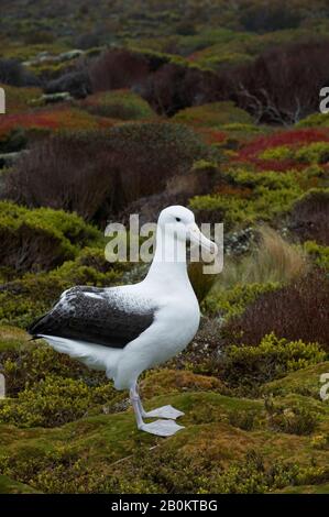 Nouvelle-ZÉLANDE, SUBANTARCTICA, ÎLE ENDERBY, ALBATROS ROYAL DU SUD (Diomedea epomophora epomophora) Banque D'Images