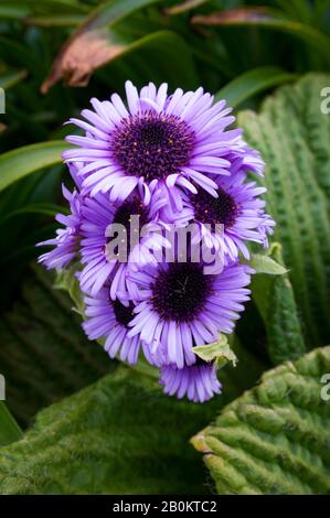 NOUVELLE-ZÉLANDE, SOUS-ANTARCTIQUE, ÎLE CAMPBELL, PLEUROPHYLLUM SPECIOMU, MÉGAHERB, FLEUR Banque D'Images