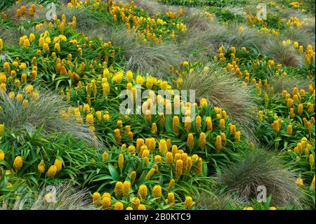 NOUVELLE-ZÉLANDE, SUBANTARCTICA, ILE ENDERBY, CHAMP DE FLEURS JAUNES BULBINELLA ROSSII (MÉGAHERBACÉES) Banque D'Images