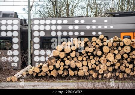Des arbres abattus après l'ouragan Sabine, février 2020, le long de la ligne ferroviaire entre Duisburg et DŸsseldorf, Banque D'Images