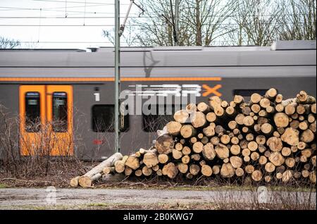 Des arbres abattus après l'ouragan Sabine, février 2020, le long de la ligne ferroviaire entre Duisburg et DŸsseldorf, Banque D'Images