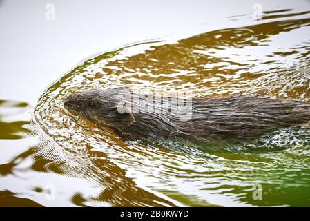 Rongeur de rat musqué (Ondatra zibethicus) nageant dans la rivière Banque D'Images