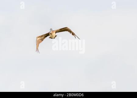 Vue de face d'un pélican brun (Pelecanus occidentalis) en vol au-dessus de la réserve naturelle nationale de l'île Merritt en Floride, aux États-Unis. Banque D'Images