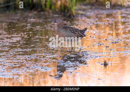 Un chemin de fer de Clapper (Rallus crepitans) pour la nourriture dans l'eau dans la réserve naturelle nationale de l'île Merritt, Floride, États-Unis. Banque D'Images