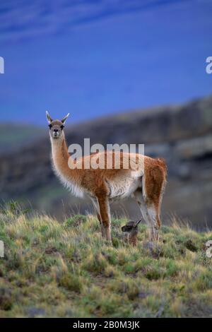 CHILI, TORRES DEL PAINE NAT'L PARK, GUANACOS, MÈRE AVEC NOUVEAU-NÉ Banque D'Images