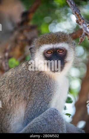 Singe vervet avec visage noir et curieux portrait de gros plan en Tanzanie, Afrique Banque D'Images