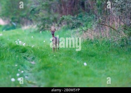 Jeune roebuck debout dans l'herbe au bord des buissons. Banque D'Images