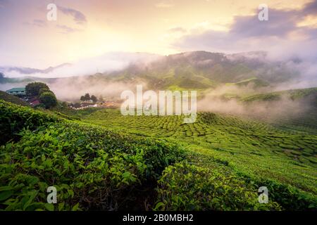 Plantation de thé dans les montagnes au lever du soleil dans les hautes terres de Cameron, en Malaisie avec un matin difficile et léger. Malaisie tourisme, vie de la nature, ou paysage Mo Banque D'Images