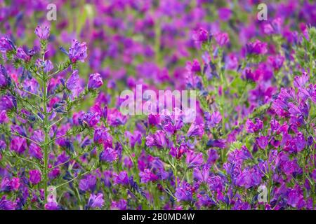 Champ de fleurs violets (Echium plantagineum) Banque D'Images