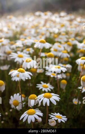 Détail d'un champ avec Dostky dofenouil (Chamaemelum fuscatum), une petite Marguerite blanche qui fleurit en hiver. Photo prise dans une zone rurale du Portugal. Banque D'Images