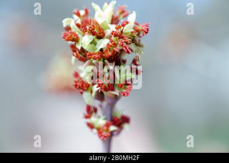 Acer negundo, Eder Box, boxelder, frêne et frêne d'érable, Manitoba, elf, inflorescences mâles d'érable à feuilles cendrées et fleurs sur la branche extérieure. Ressort da Banque D'Images