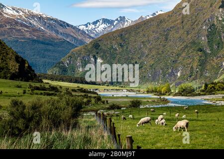 Vallée de Merino moutons et terres agricoles vertes avec montagnes, Nouvelle-Zélande Banque D'Images