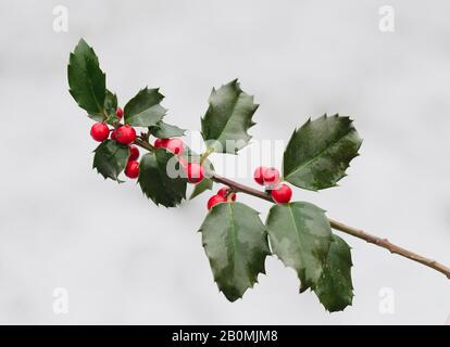 Gros plan sur une branche d'un Bush houx sur fond neigeux. Banque D'Images