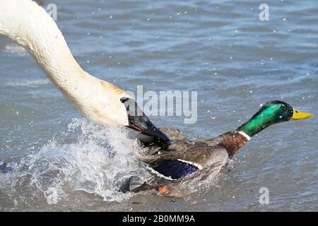 Le cygne trompettiste intimide le malard drake Banque D'Images