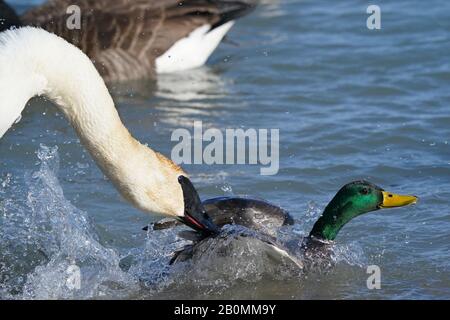 Le cygne trompettiste intimide le malard drake Banque D'Images