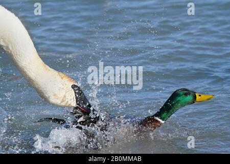 Le cygne trompettiste intimide le malard drake Banque D'Images