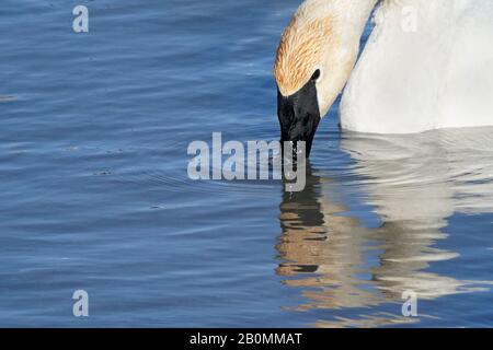 Le cygne trompettiste intimide le malard drake Banque D'Images