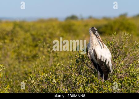A Wood Stork (Mycteria americana) dans la réserve naturelle nationale de l'île Merritt, en Floride, aux États-Unis. Banque D'Images