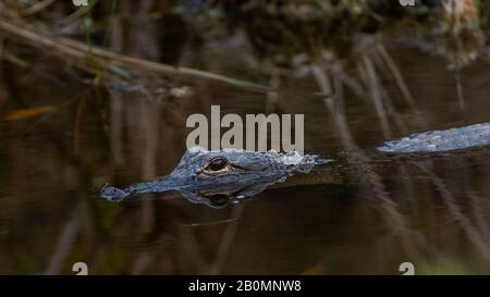 Un alligator américain (Alligator missippiensis) se trouve dans les eaux de l'île Merritt, en Floride. Banque D'Images