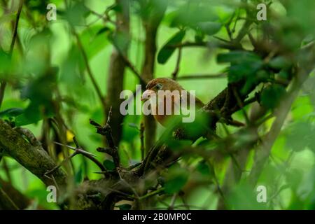 Le babibler à ventre tawny ou le babibler à ventre rufeux, la nature vert foncé, profonde et mystérieuse, quelqu'un quelque part se fait l'écho des oiseaux colorés s'abstiennent Banque D'Images