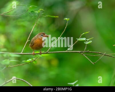 Le babibler à ventre tawny ou le babibler à ventre rufeux, la nature vert foncé, profonde et mystérieuse, quelqu'un quelque part se fait l'écho des oiseaux colorés s'abstiennent Banque D'Images