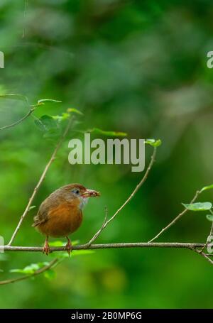 Le babibler à ventre tawny ou le babibler à ventre rufeux, la nature vert foncé, profonde et mystérieuse, quelqu'un quelque part se fait l'écho des oiseaux colorés s'abstiennent Banque D'Images