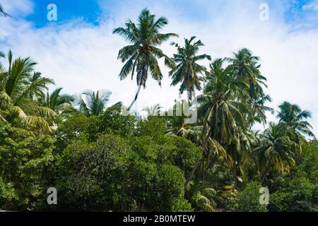 De beaux palmiers contre le ciel avec des nuages colorés. Sur les rives de la rivière Madu. Balapitiya, Sri Lanka Banque D'Images