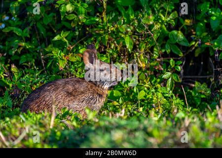 Un lapin de marais (Sylvilagus palustris) dans le Ritch Grissom Memorial Wetlands, Viera, Floride, États-Unis. Banque D'Images