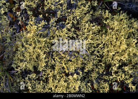 CANADA, NUNAVUT, BAIE D'HUDSON, ÎLE DE MARBRE, LICHENS DE CARIBOUS Banque D'Images