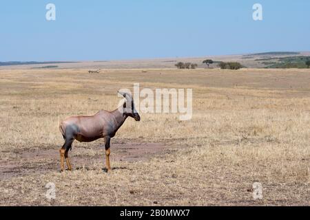 Un topi (Damaliscus korrigum) dans la prairie de la Réserve nationale de Masai Mara au Kenya. Banque D'Images