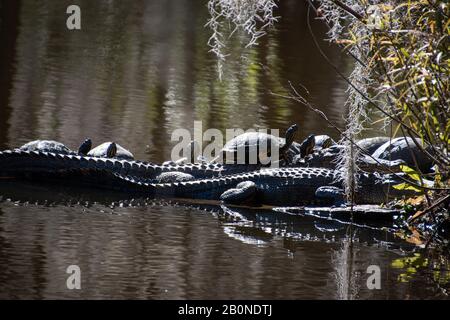 Plusieurs petits alligators et tortues de boîte bronzer dans un marais de Caroline du Sud près de Charleston Banque D'Images