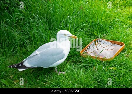 Seagull dans le jardin avec un bol d'eau potable, East Sussex, Royaume-Uni Banque D'Images